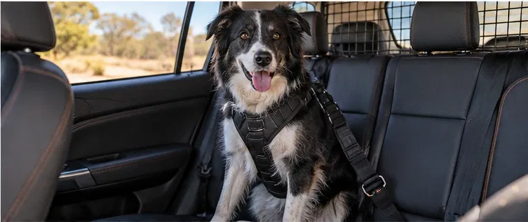 Pet Restraint Rules for Towing in Australia